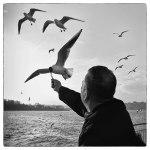 Feed the seagulls - Laurent Scelles